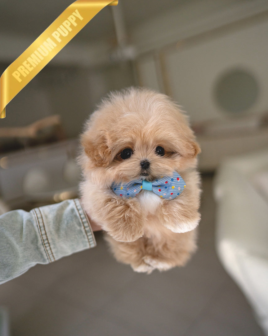 Myles, a Maltipoo puppy