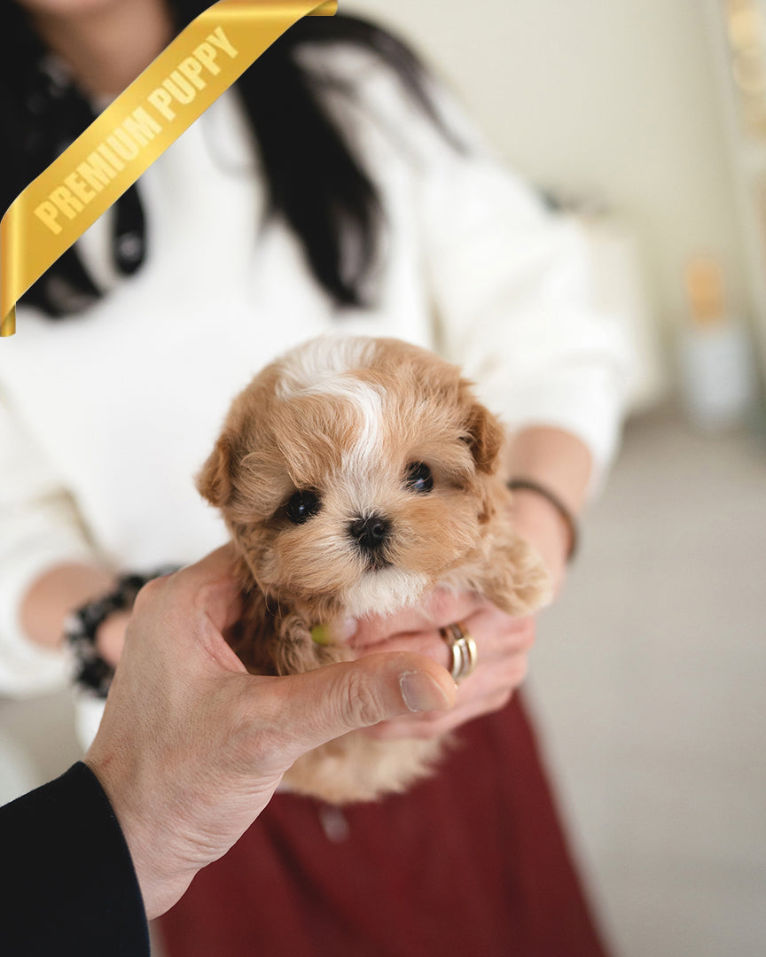 Myles, a Maltipoo puppy