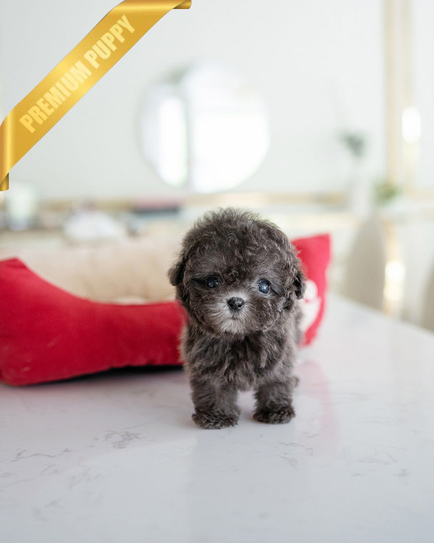 Nala, a Poodle puppy