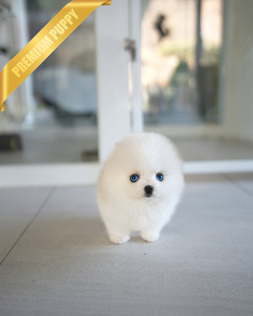 Nana, a Pomsky puppy