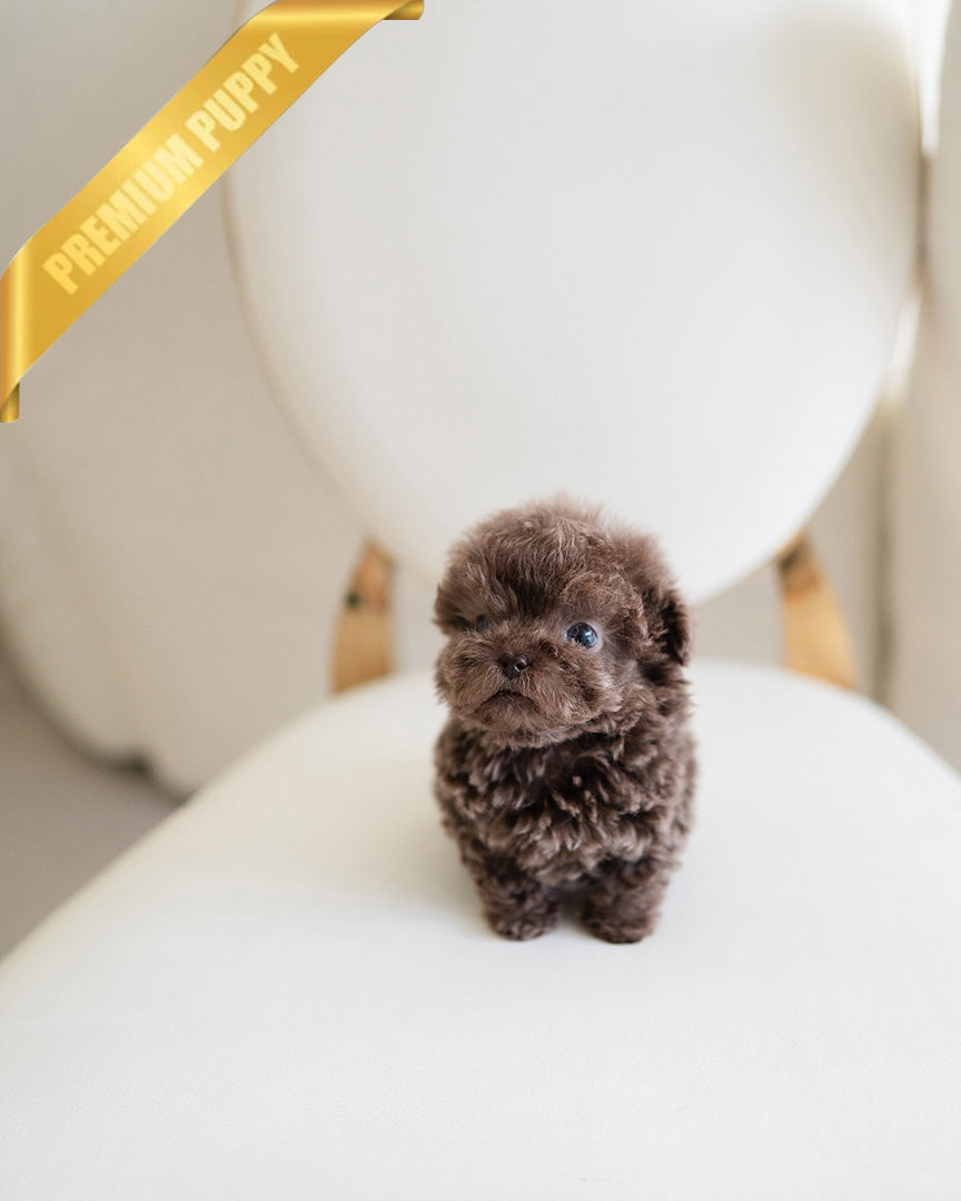 Loki, a Poodle puppy