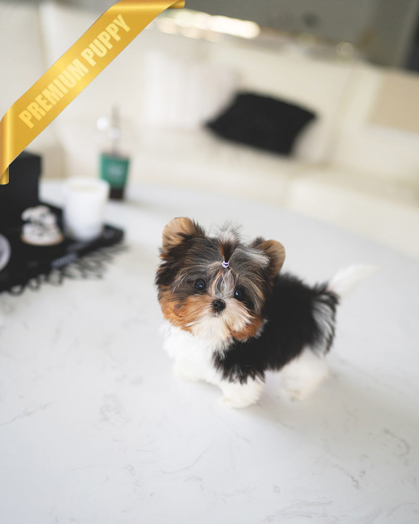 Nico, a Biewer Terrier puppy