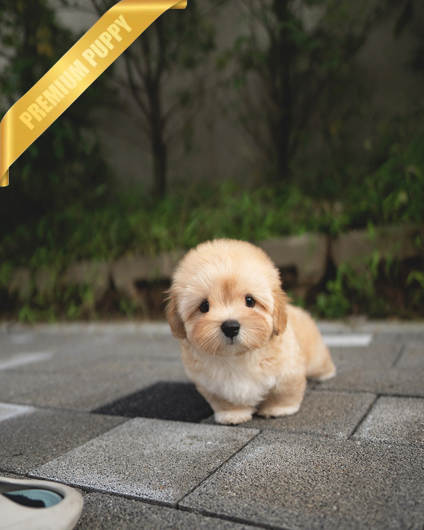 Noa, a Coton De Tulear puppy