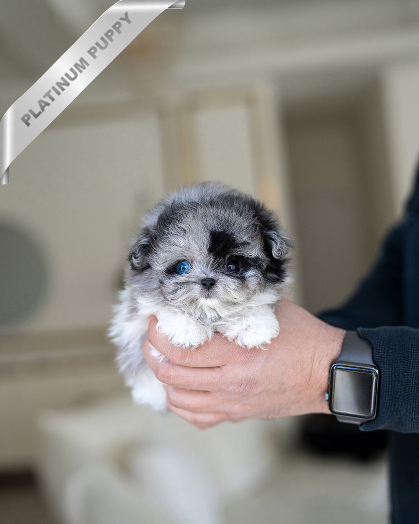 Noah, a Maltipoo puppy