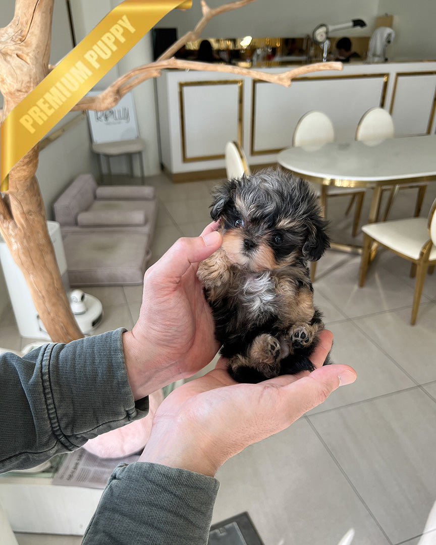 Noah, a Maltipoo puppy