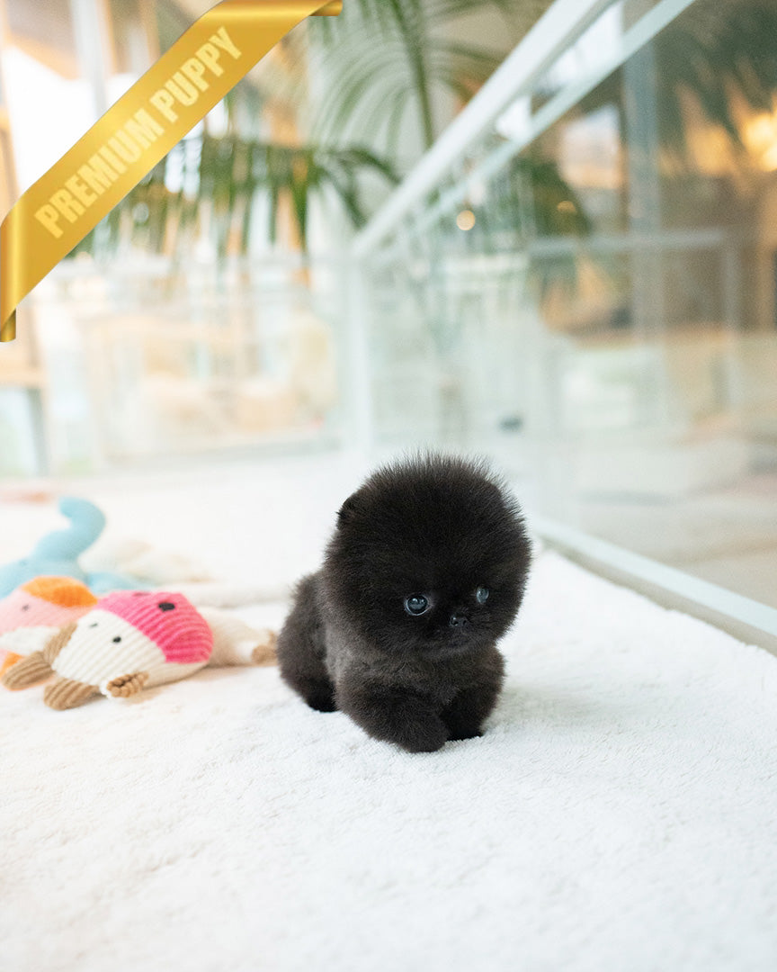 Noir, a Pomeranian puppy