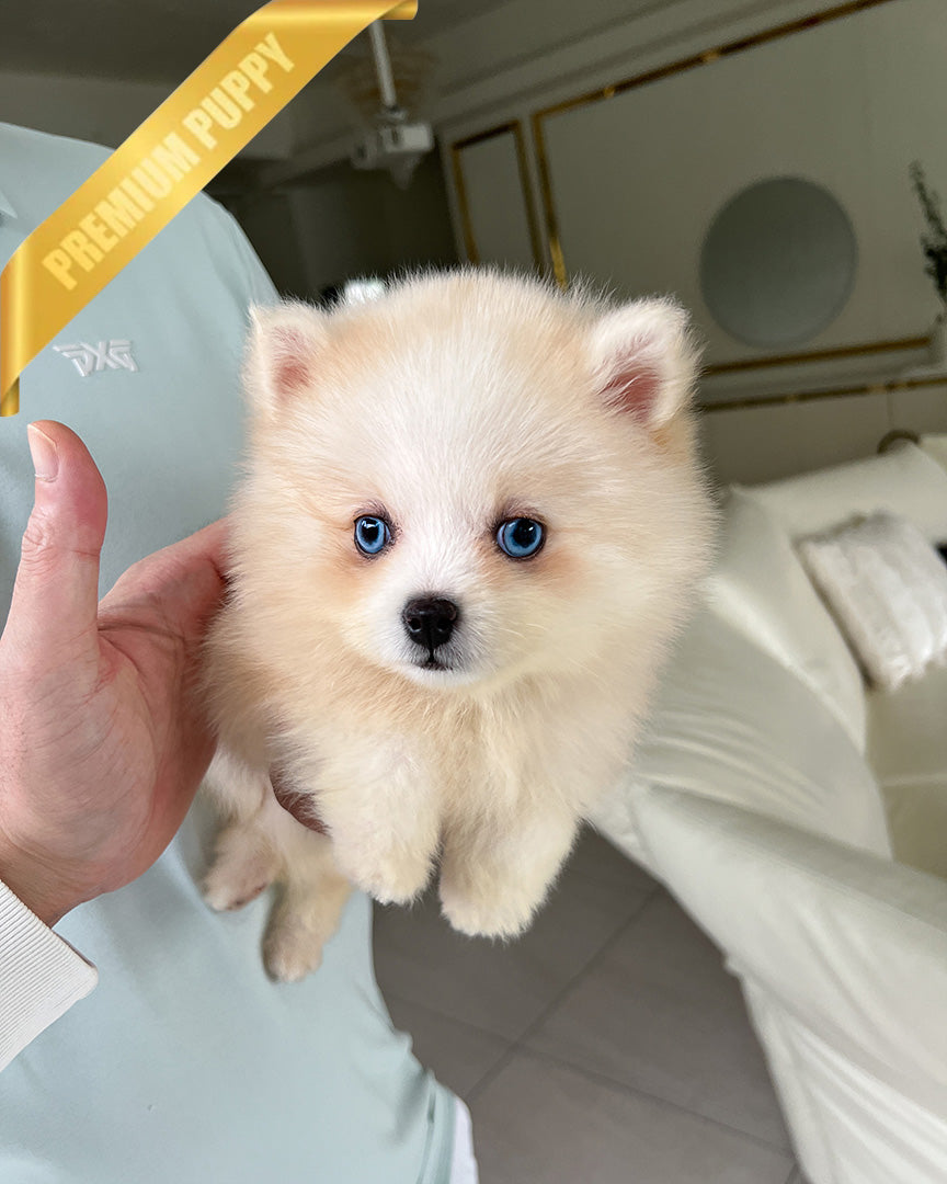 Nola, a Pomsky puppy