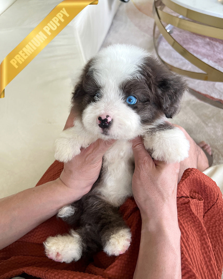 Nova, a Doodle puppy