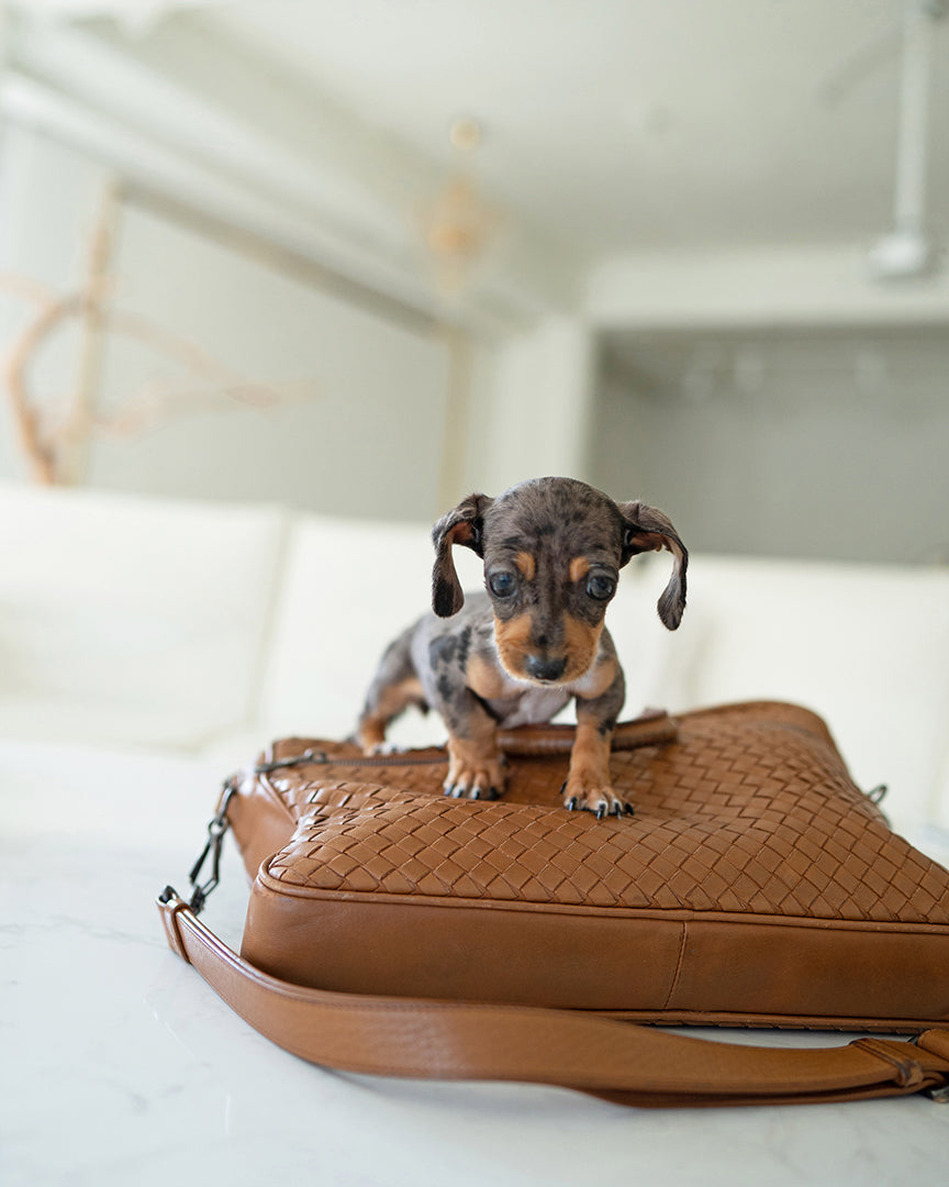 Nova, a Dachshund puppy