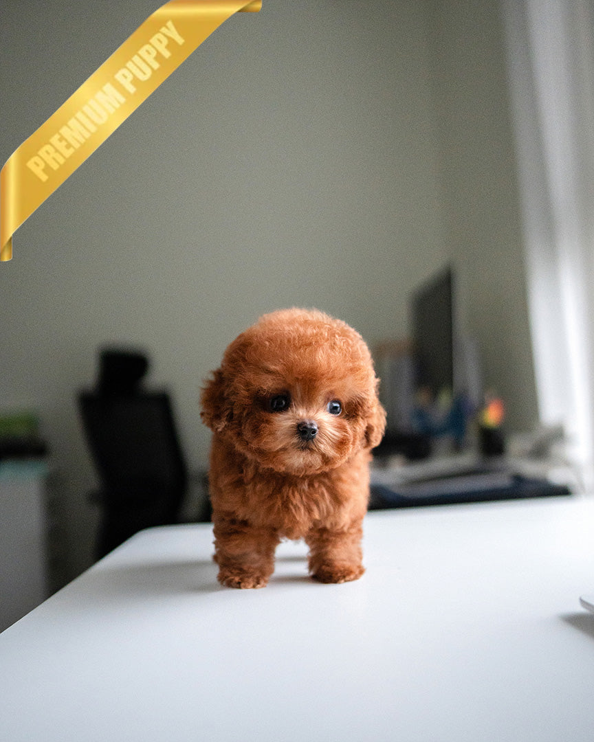 Nugget, a Poodle puppy