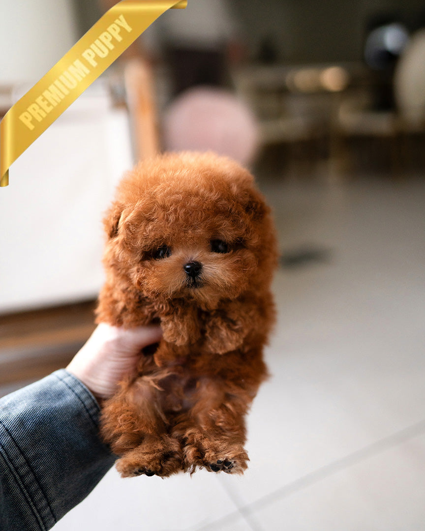 Nugget, a Poodle puppy