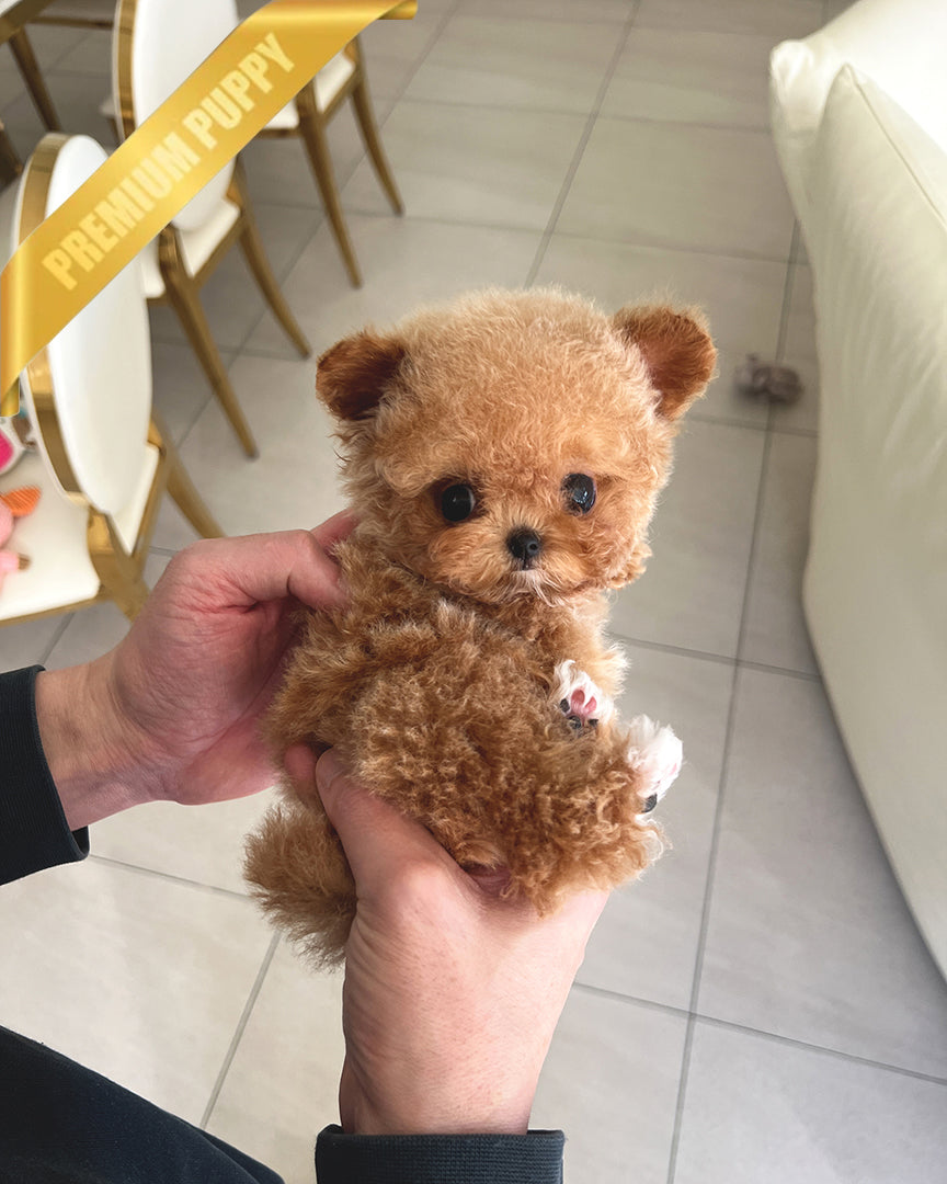 Nugget, a Poodle puppy