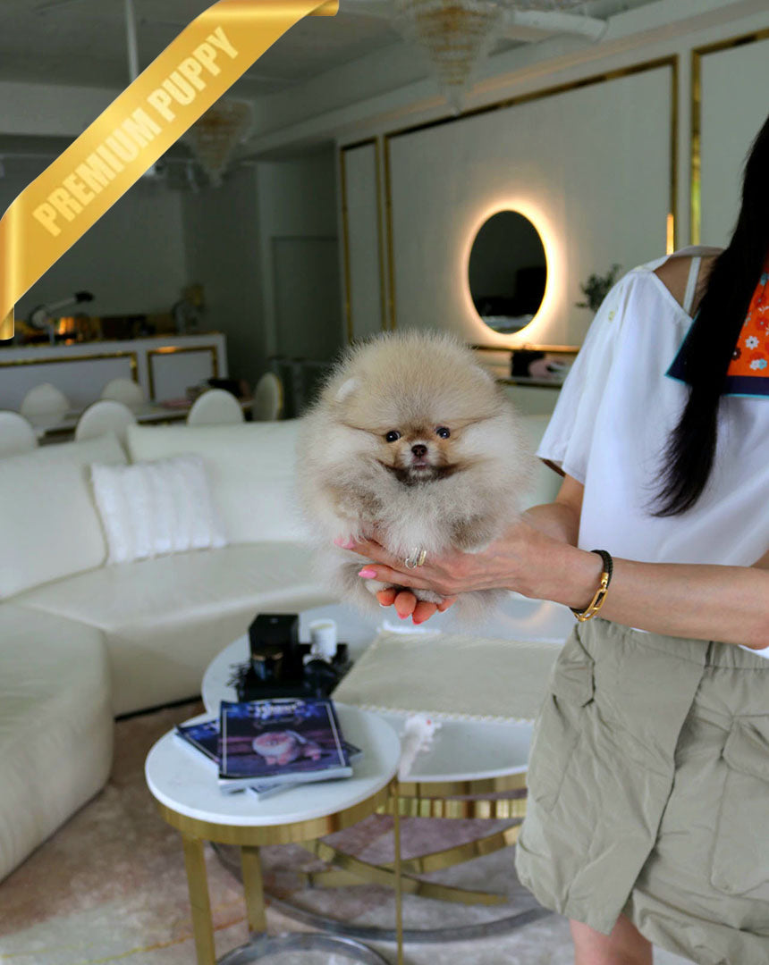 Nutella, a Pomeranian puppy