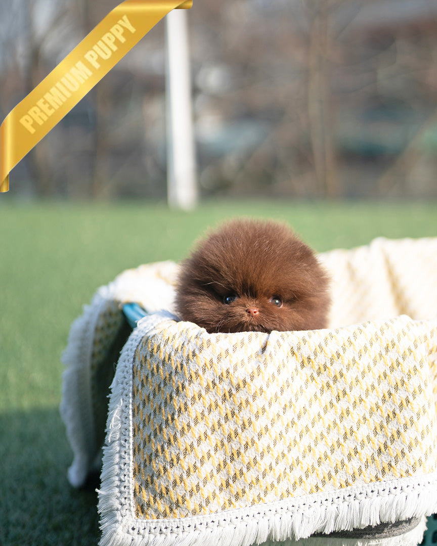 Nutella, a Pomeranian puppy