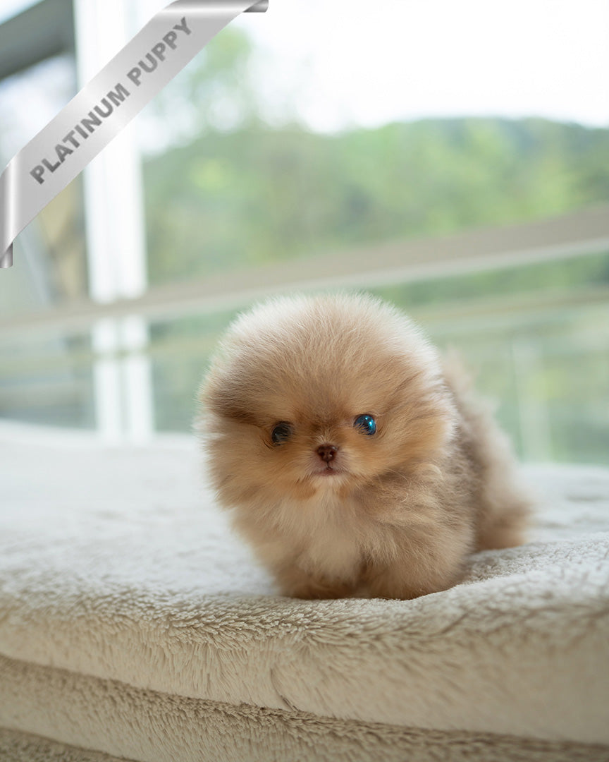 Nutella, a Pomeranian puppy