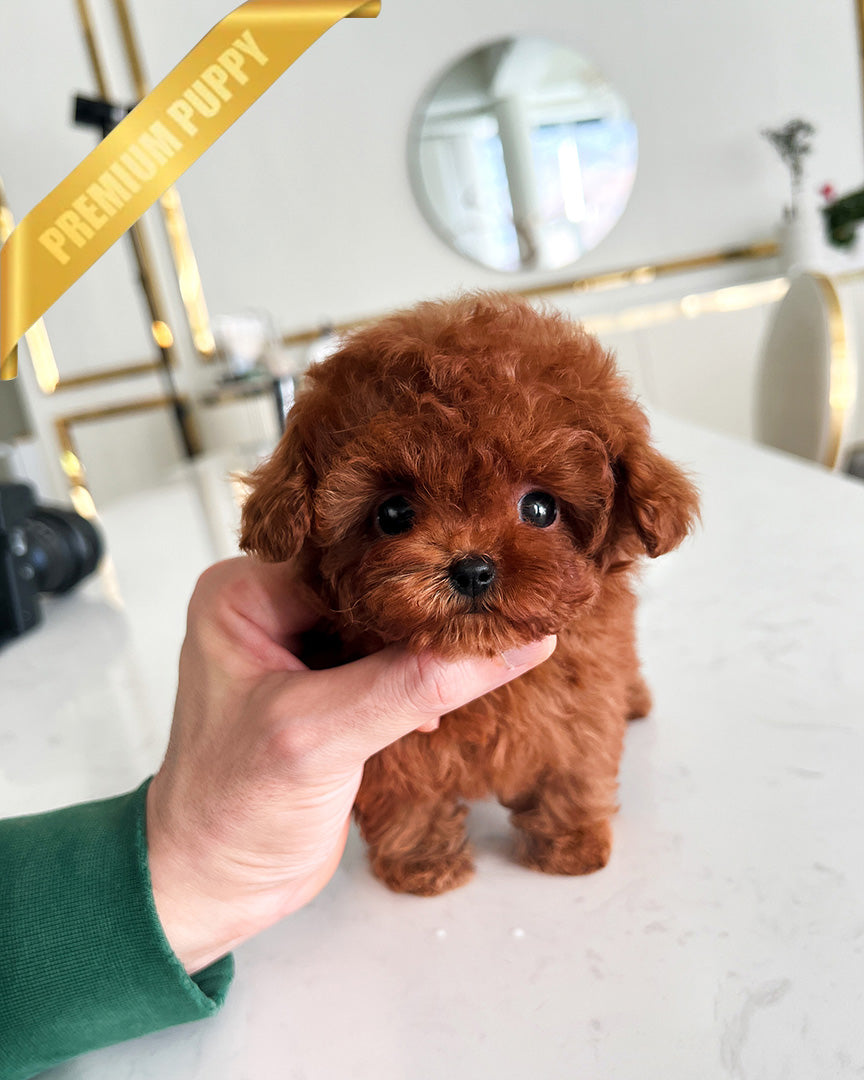 Olivia, a Poodle puppy