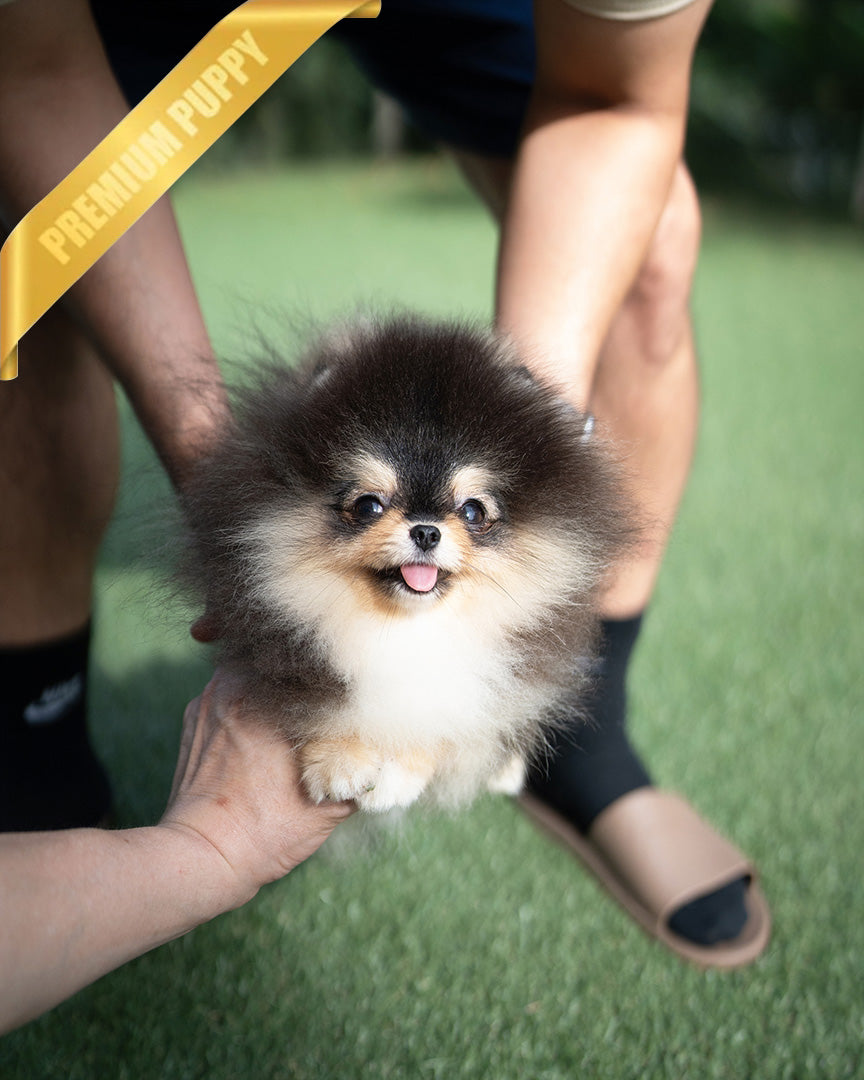 Onyx, a Pomeranian puppy