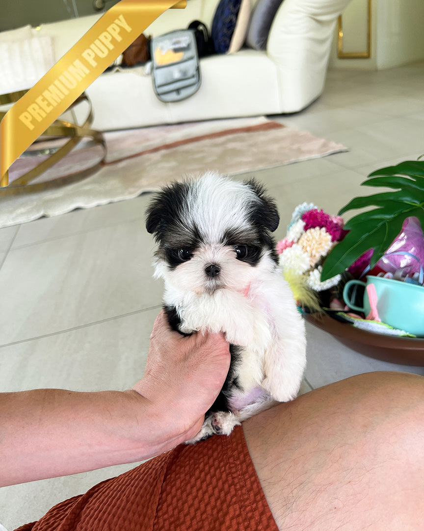 Oreo, a Maltitzu puppy
