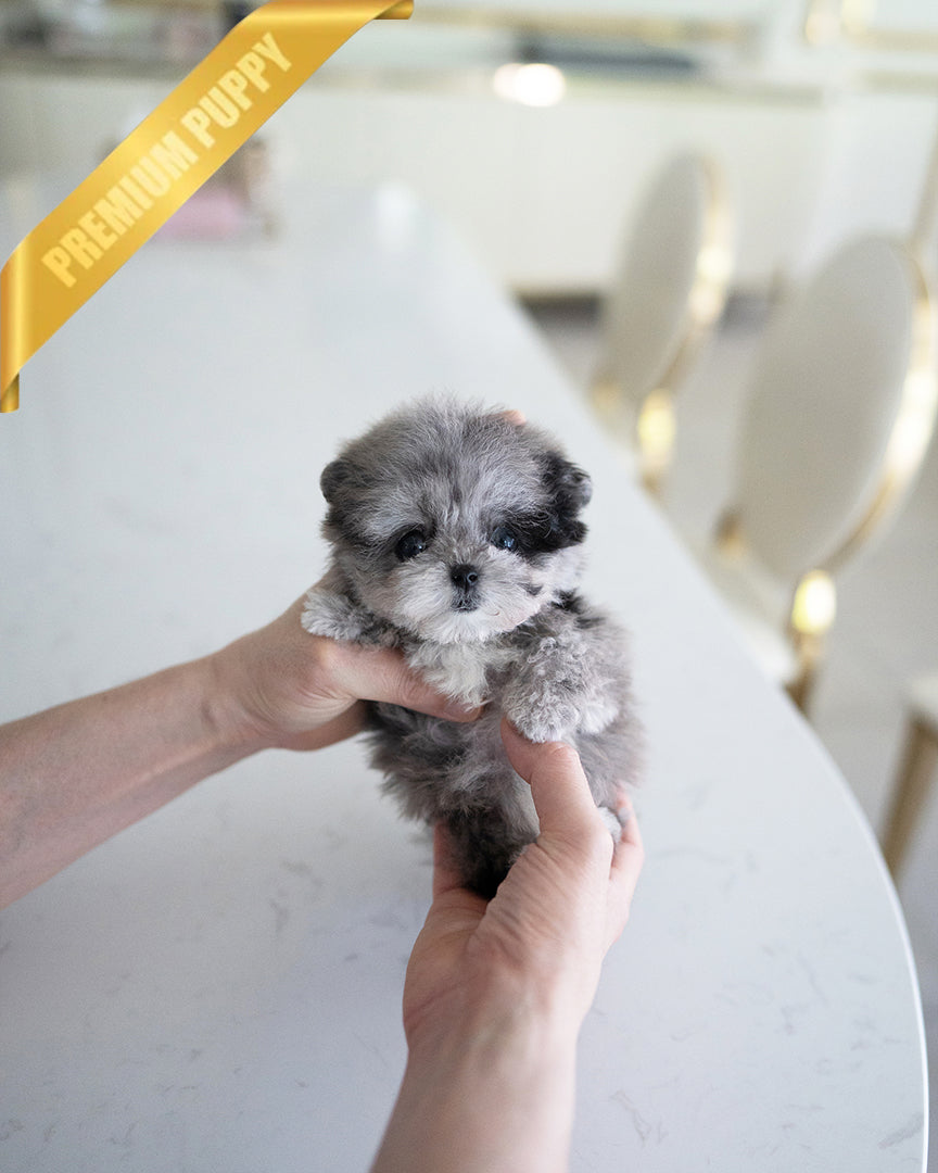 Oreo, a Maltipoo puppy