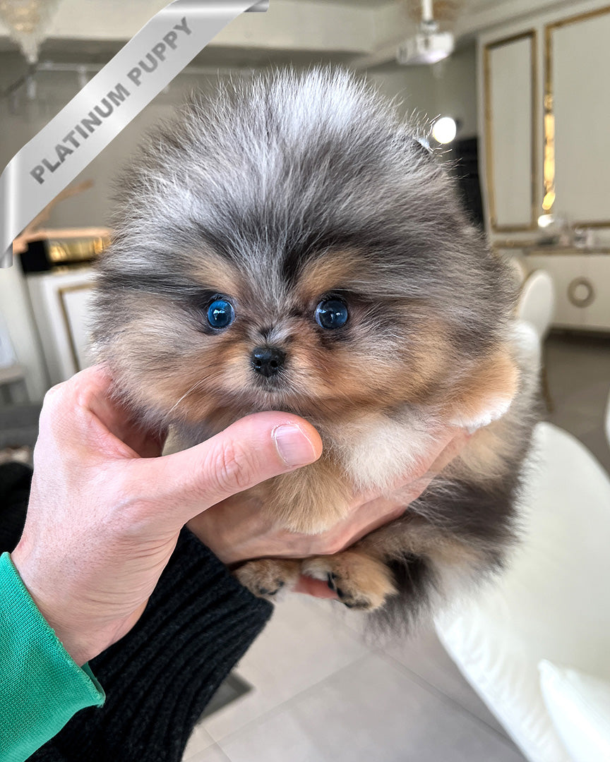 Oscar, a Pomeranian puppy