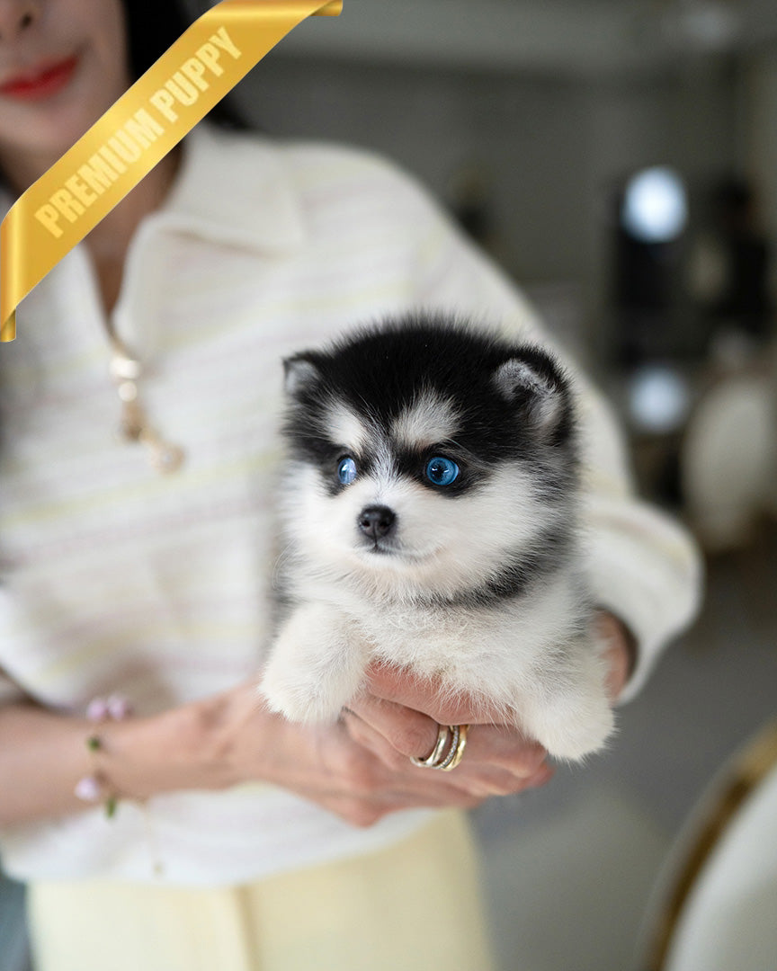 Oscar, a Pomsky puppy