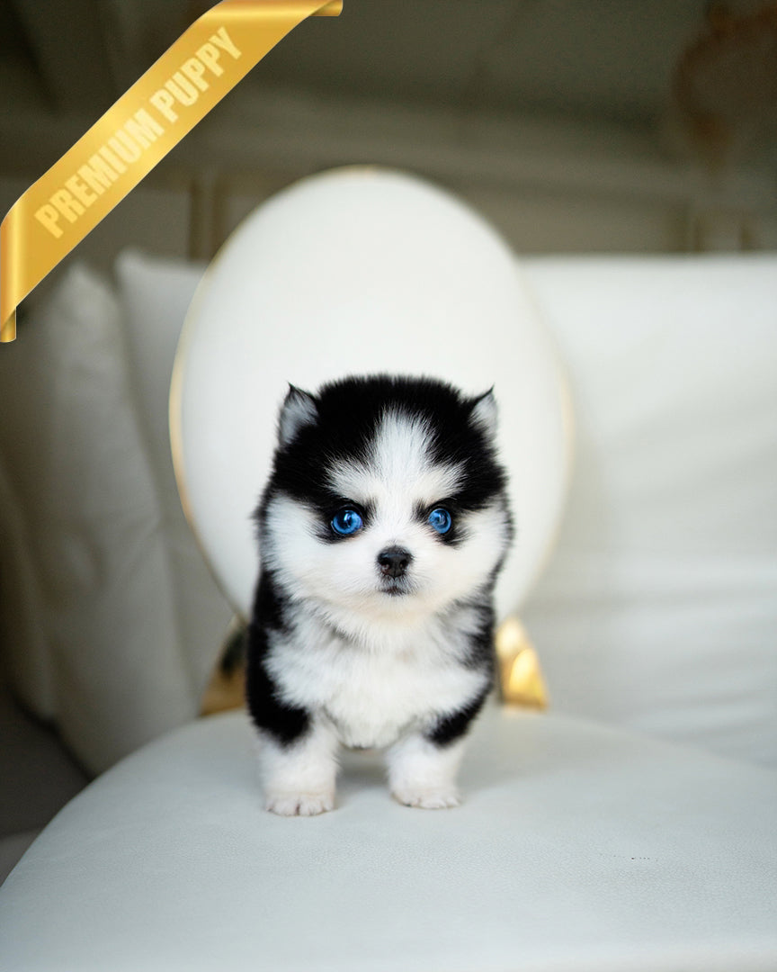 Oscar, a Pomsky puppy