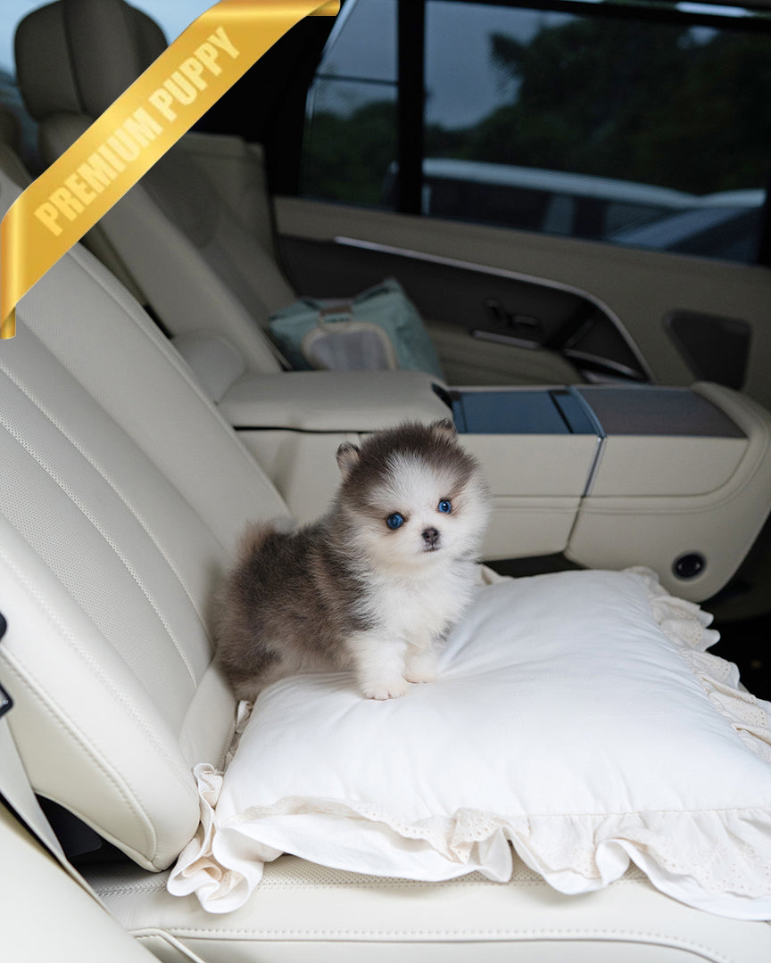 Oscar, a Pomsky puppy