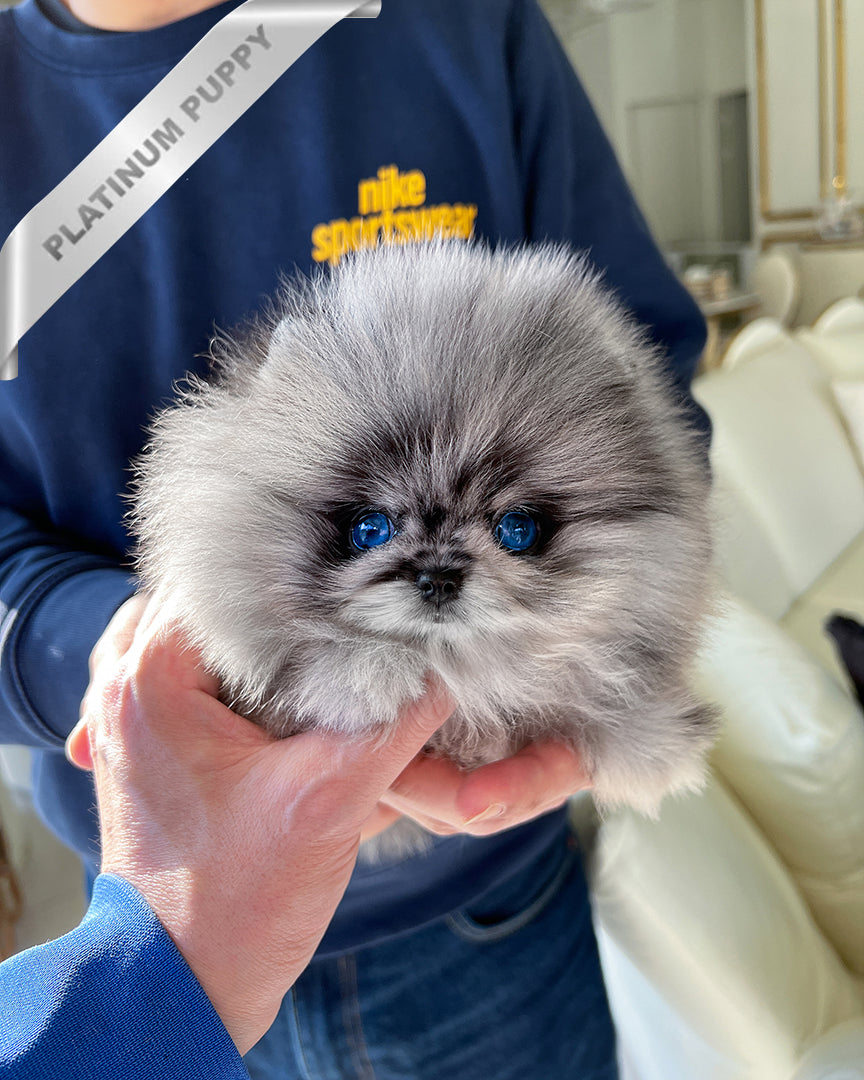 Osita, a Pomeranian puppy