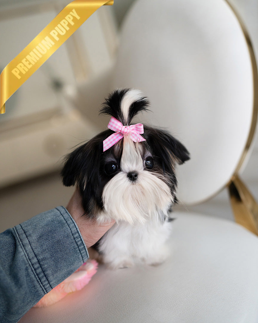 Panda, a Maltitzu puppy