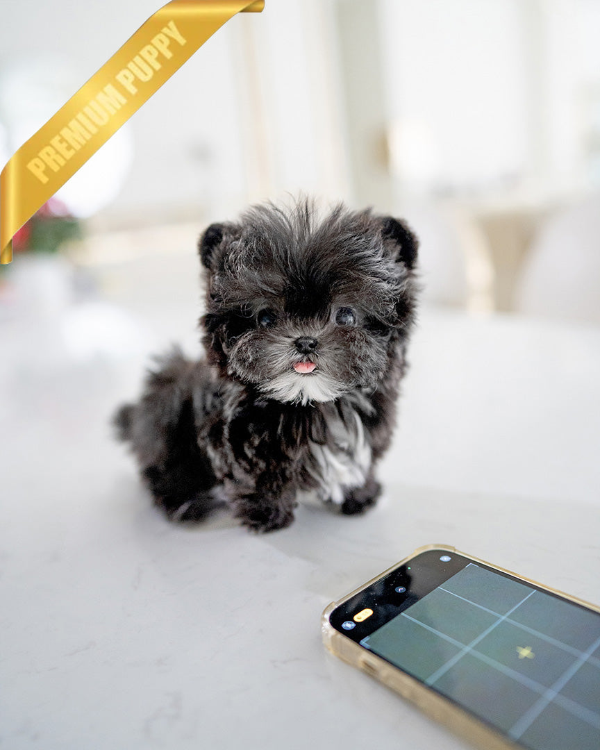 Pico, a Maltipoo puppy