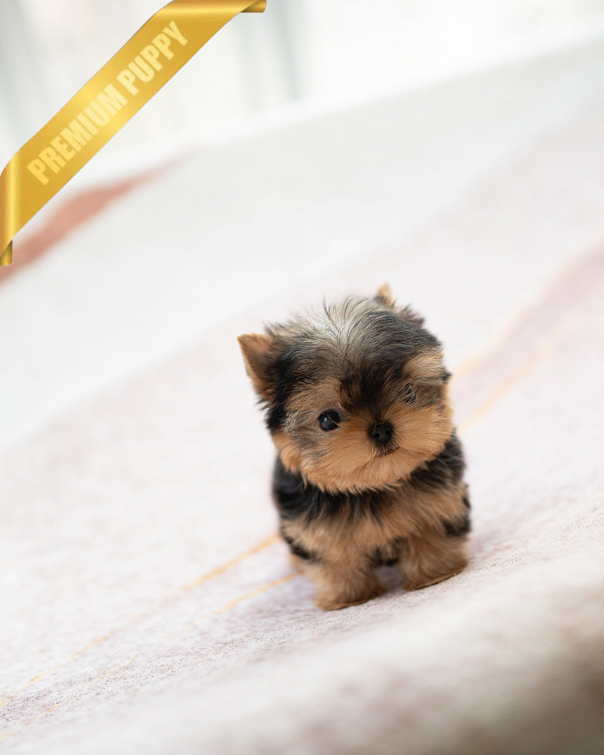 Piper, a Yorkie puppy