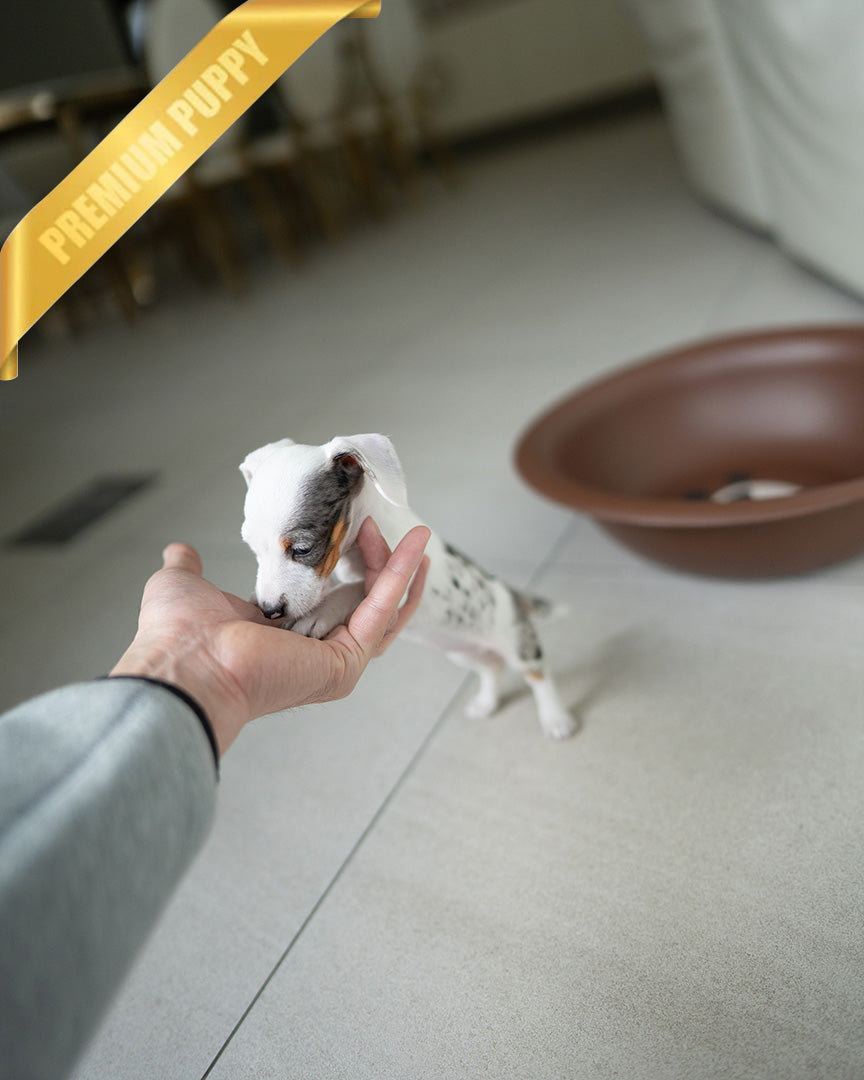 Pippa, a Dachshund puppy