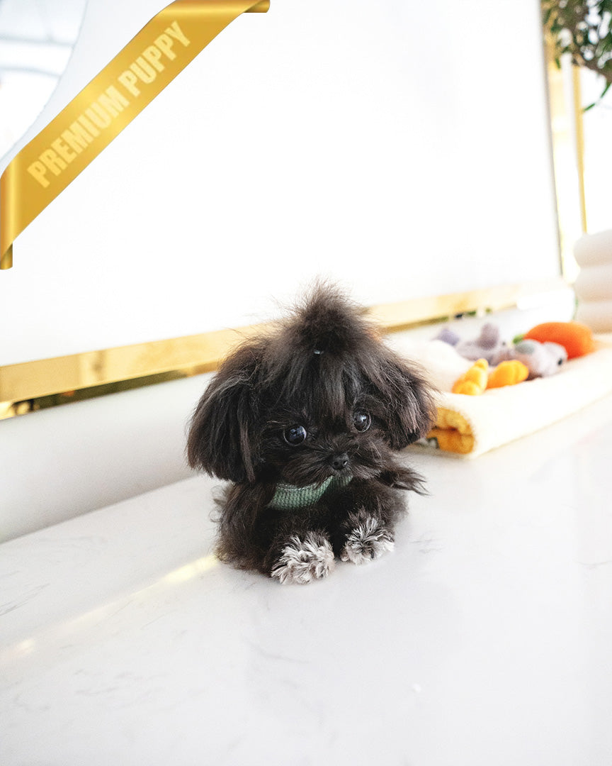 Pippa, a Maltipoo puppy