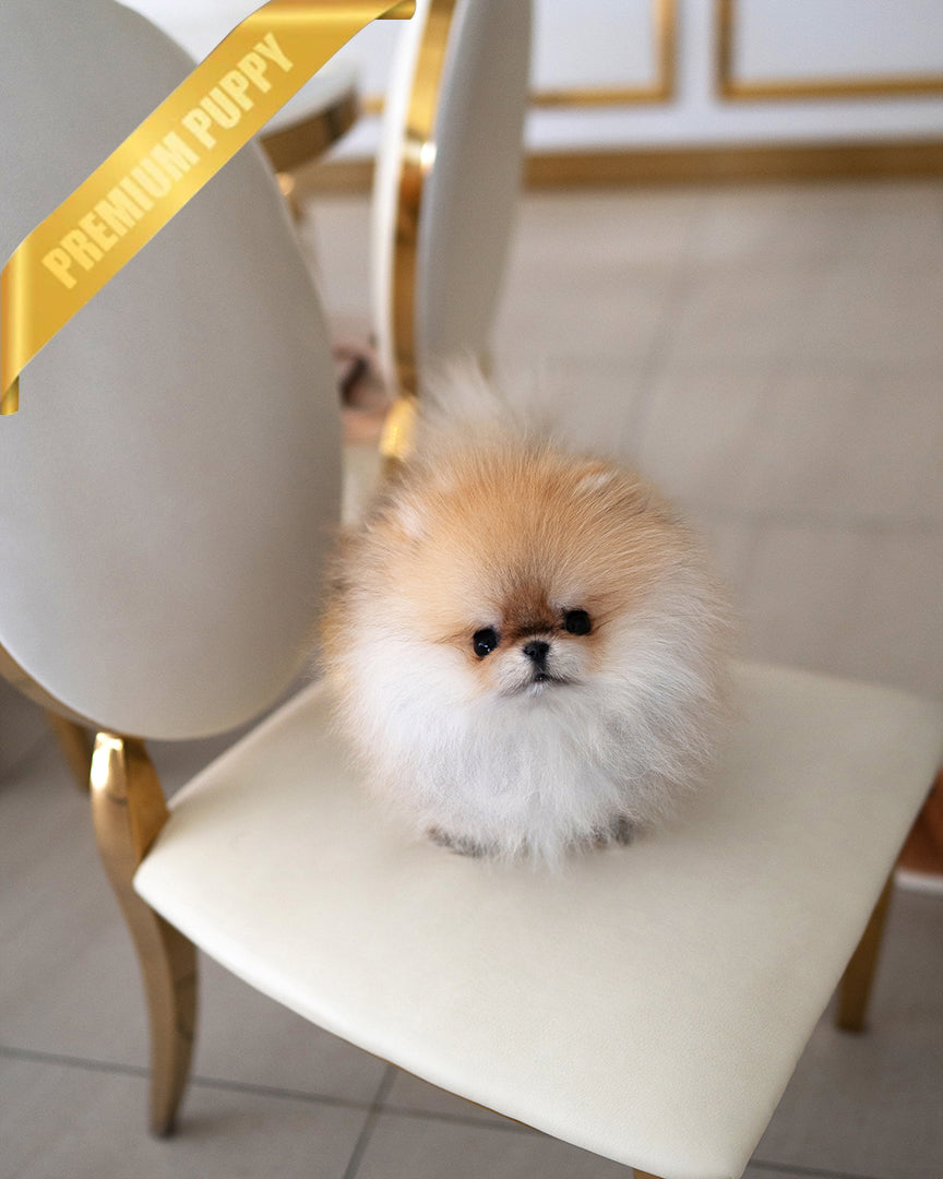Pommy, a Pomeranian puppy