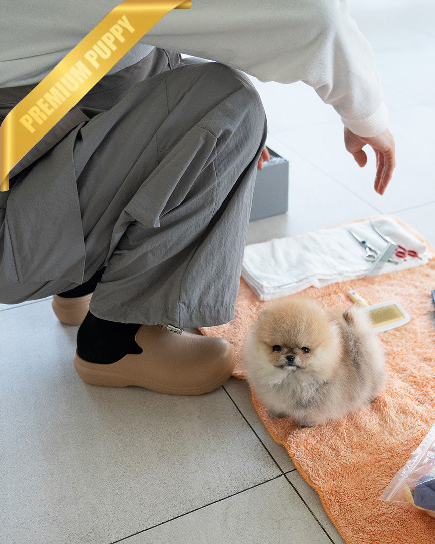 Pomy, a Pomeranian puppy