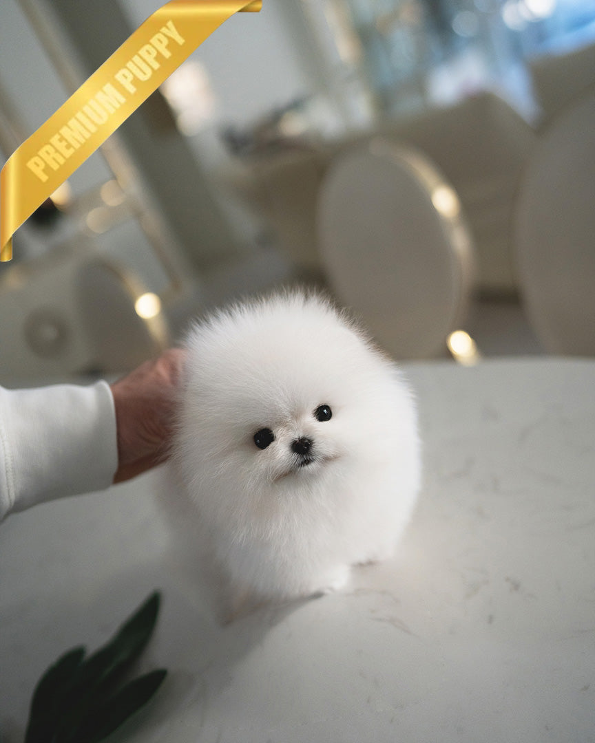 Puff, a Pomeranian puppy