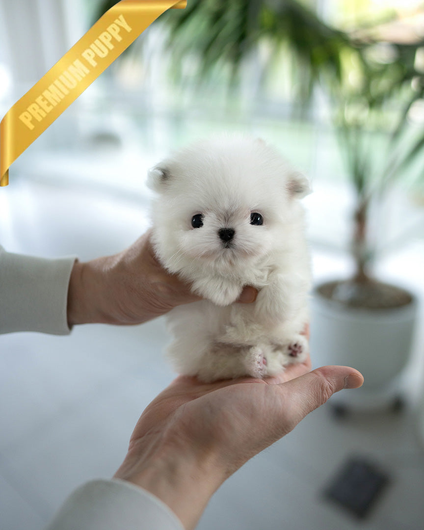 Puff, a Maltipom puppy