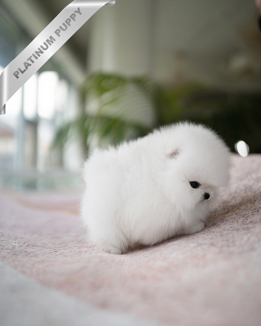 Puffin, a Pomeranian puppy