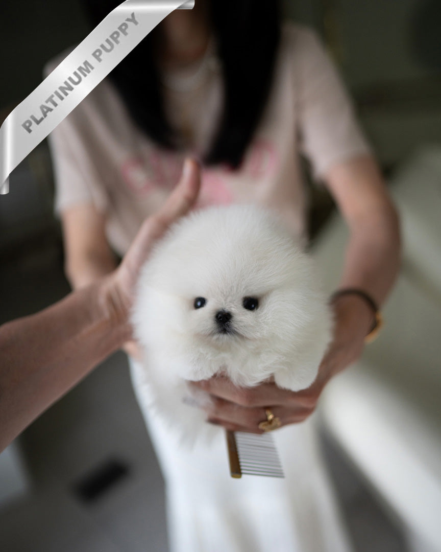 Puffin, a Pomeranian puppy
