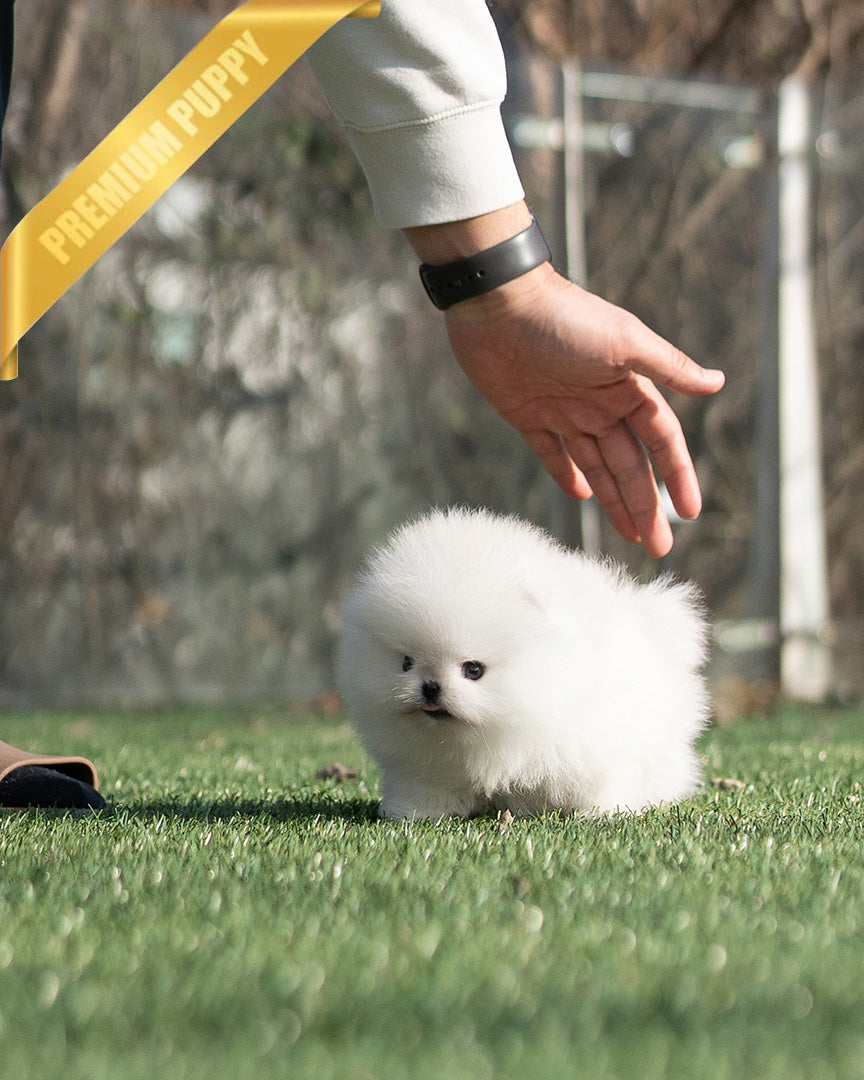 Puffin, a Pomeranian puppy