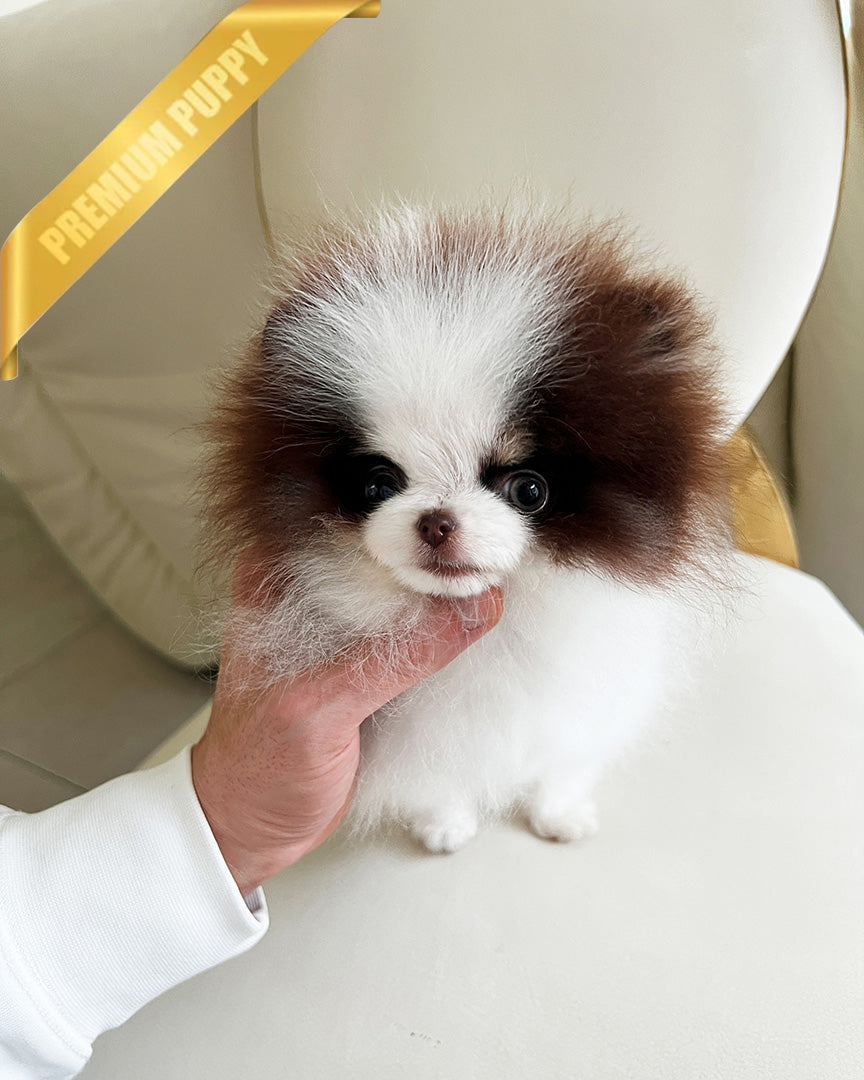 Cleef, a Pomeranian puppy