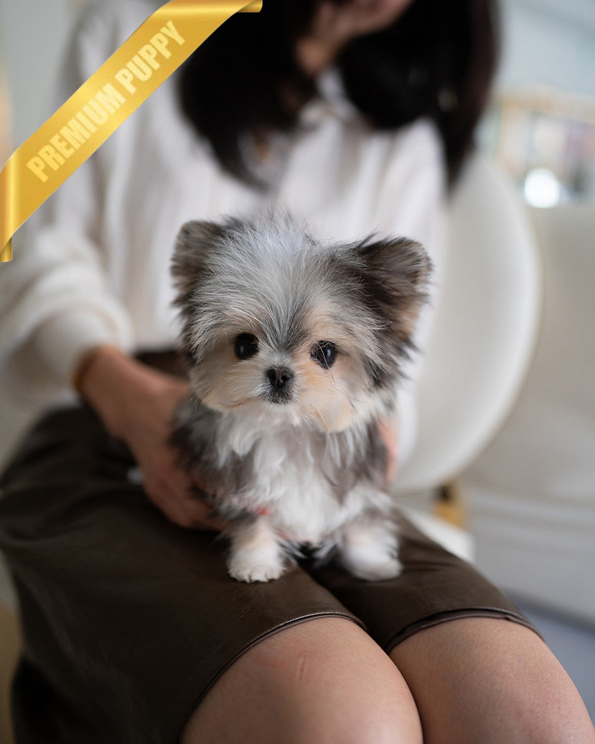 Rocko, a Morkie puppy