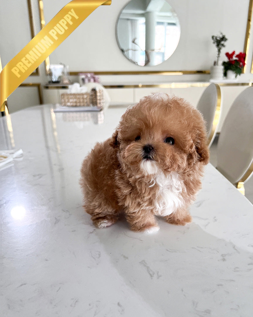 Rose, a Poodle puppy
