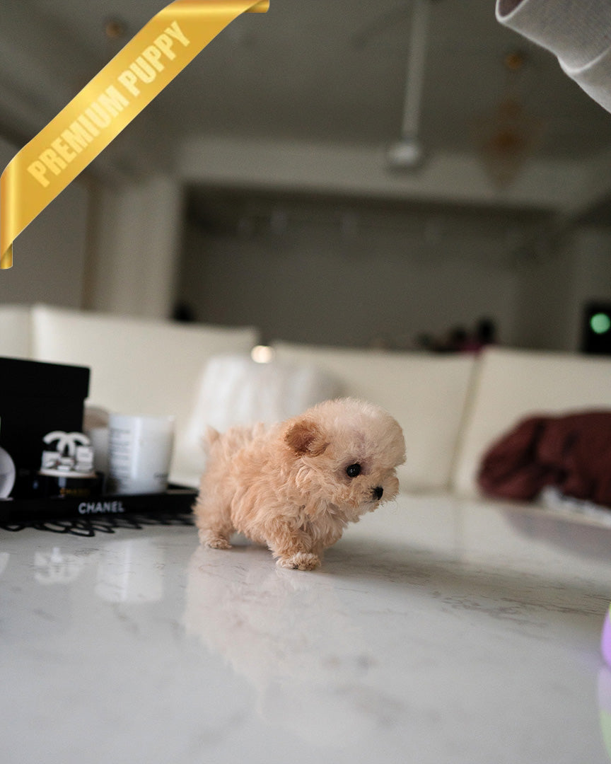 Rose, a Poodle puppy