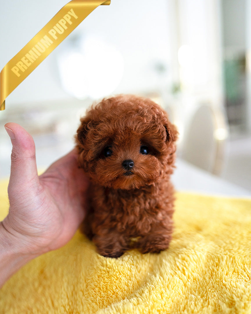 Rosie, a Poodle puppy