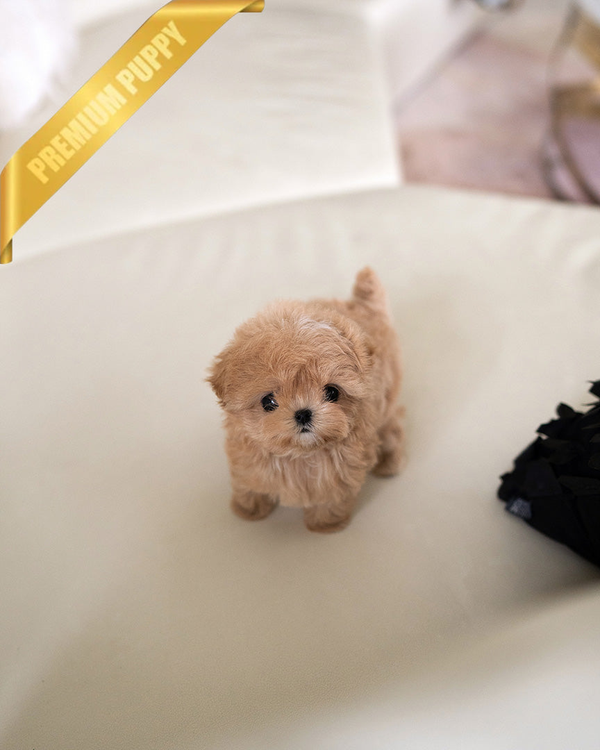 Sammy, a Maltipoo puppy