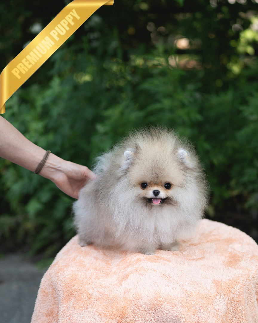 Sandy, a Pomeranian puppy