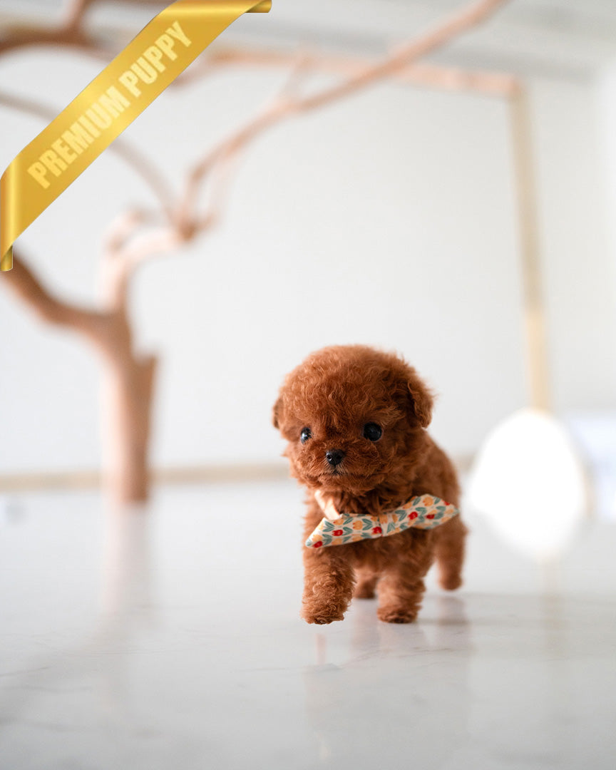 Scarlet, a Poodle puppy