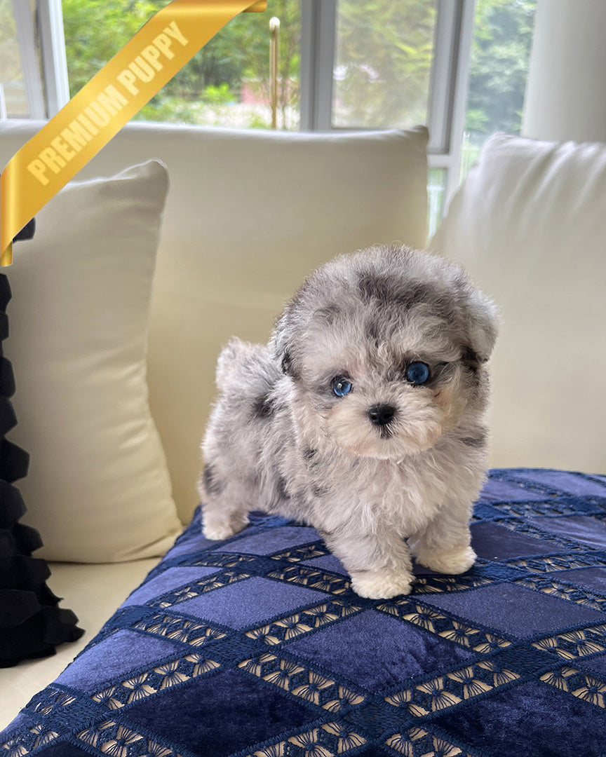 Selene, a Poodle puppy