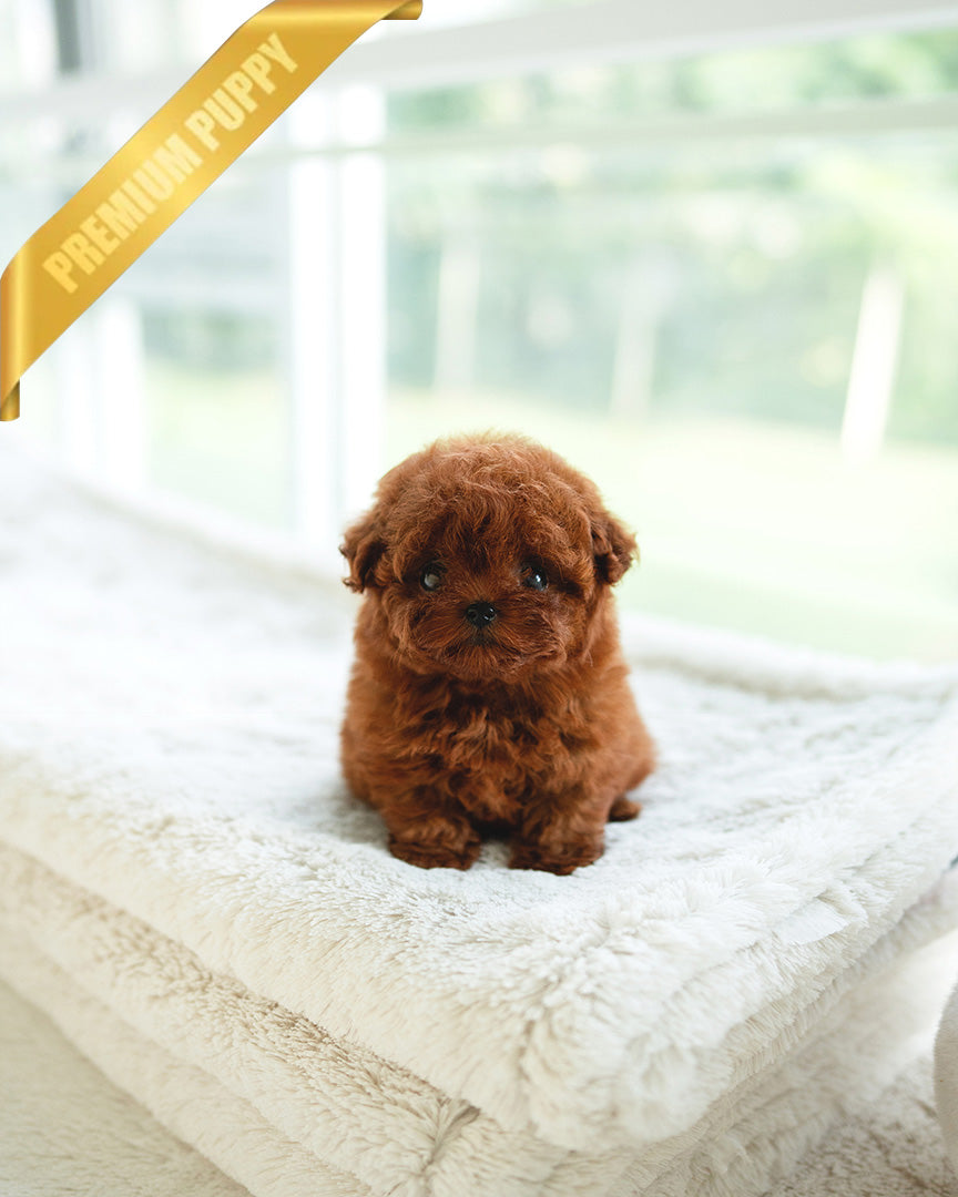 Sienna, a Poodle puppy